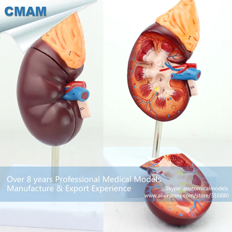 

CMAM/12434 Kidney, 2-parts, Genitourinary Medical Teaching Anatomical Model