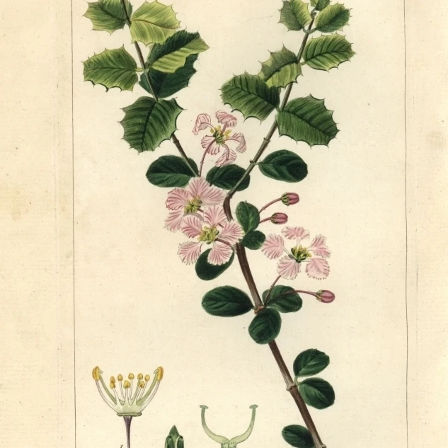 Singapore Holly Malpighia Coccigera Poster Print By <ALIMT >®</ALIMT> Florilegius Mary Evans (24 X 36)