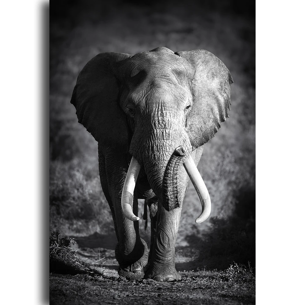 Black White Wall Art Canvas Painting Large Elephant Posters And Prints