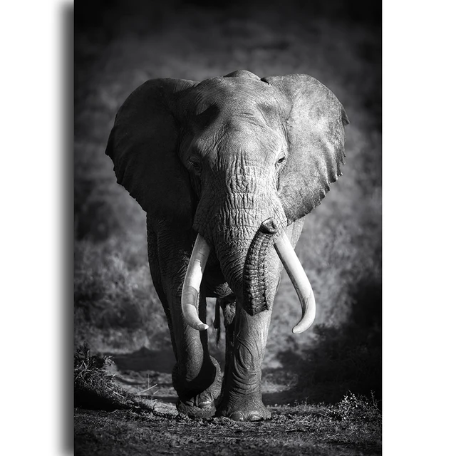 Black White Wall Art Canvas Painting Large Elephant Posters And Prints
