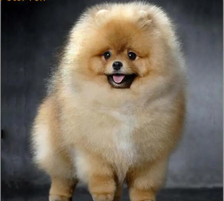 Diamond Painting dog DIY Embroidery Pomeranian 5D Round Mosaic full Pictures by numbers Rhinestones Gray puppy | Дом и сад