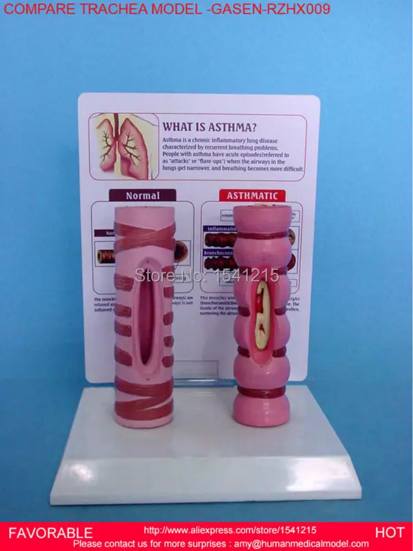 

RESPIRATORY SYSTEM MODEL, ANATOMICAL,ANATOMY STRUCTURE ,INTUBATION ,MEDICAL AIRWAY MODEL,TRACHEAL MODEL-GASEN-RZHX009