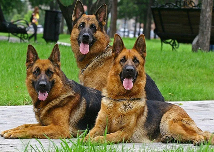 Старотипная немецкая овчарка. Щенки немецкой овчарки в доме. Немецкая овчарка породистая. Как содержать немецкую овчарку. Как содержать немецкую овчарку.