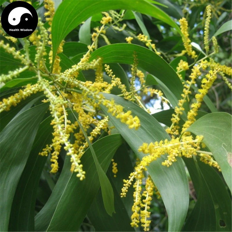 

Buy Acacia Mangium Tree Semente 20pcs Plant Acacia Mangium For Ma Zhan Xiang Si
