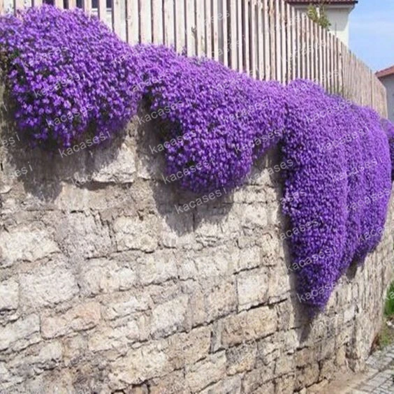 100 Pcs/Bag Creeping Thyme bonsai, Rare Color ROCK CRESS plants - Perennial Ground Cover Flower Natural Growth For Home Garden