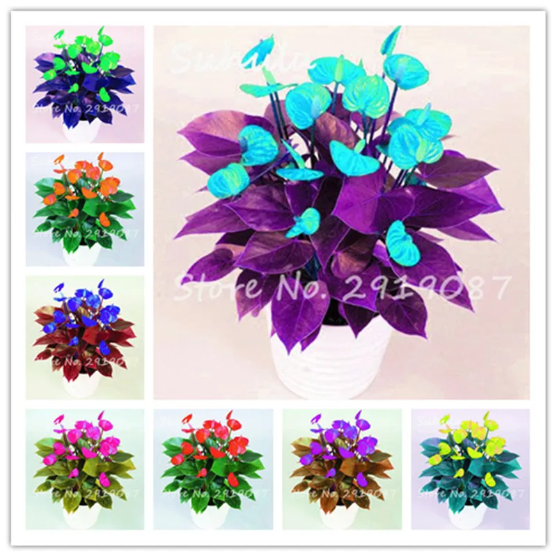

200 Pcs Bonsai Anthurium Plants Indoor Hydroponic Andraeanum Linden Araceae Anthurium Evergreen Herb Flower For Home Garden