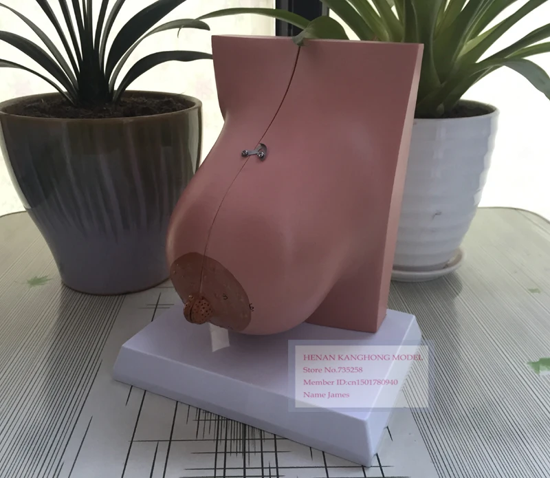 

ISO Lactating Breasts Anatomical Model,Female Breast Model,Breast Anatomy Teaching Model
