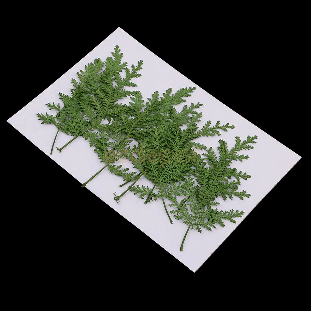 12 PCS Natural Pressed Real Dried Flower Wormwood Leaf for Soap Candle Making Decoration Resin Casting DIY Ornament scrapbooking