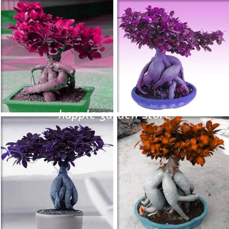 

50 pcs Mini Ficus Banyan Tree High Quality bonsai forest Shrub Fast Growing, Rare plant Natural Growth Tropical Ornaments Plants