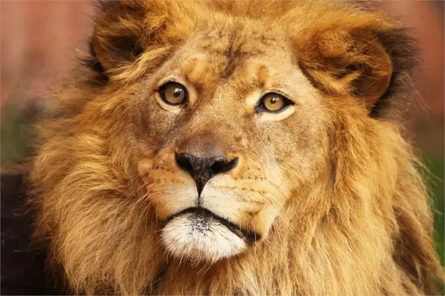 diy frame ferocious pomp king of animal wild animal posters and