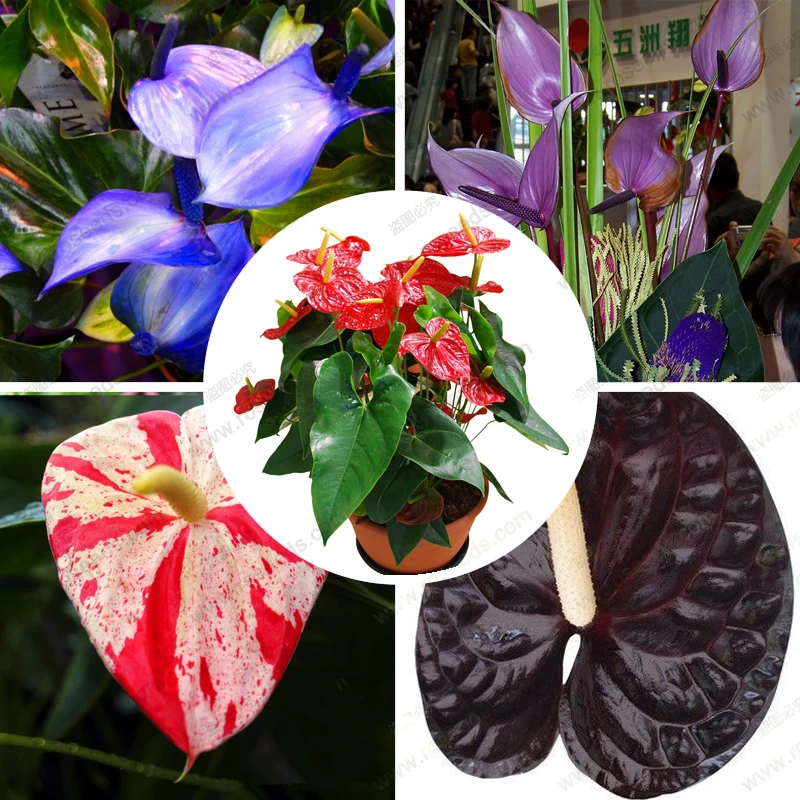 Online Buy Wholesale anthurium plant from China anthurium