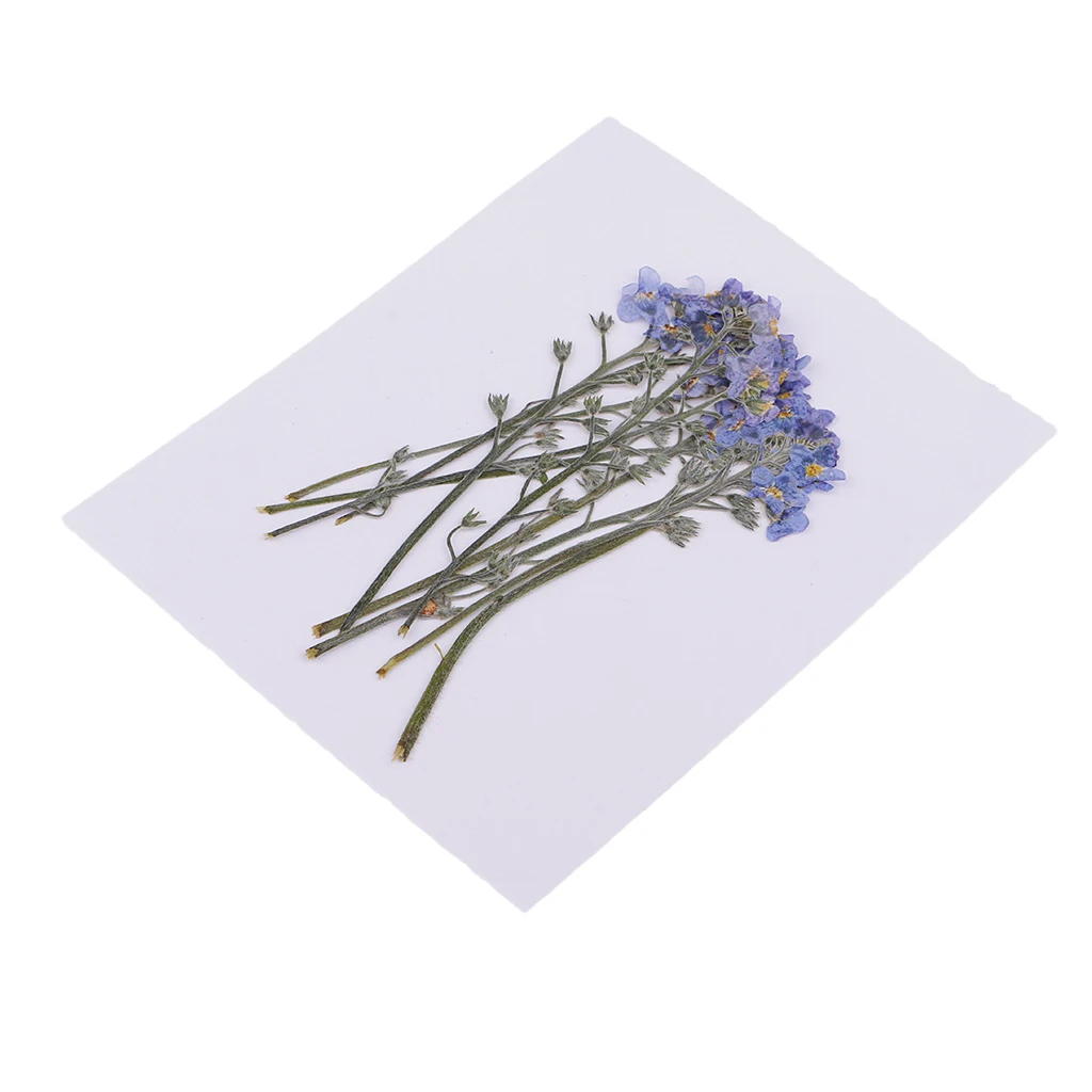 10 PCS Pressed Flowers Dried Flower Forget-me-not Floral Crafts Phone Case Pressed Flowers DIY Scrapbooking Album Frame Decor