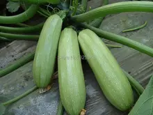 Семена тыквы, Cucurbita пепо, бесплатная доставка органический зеленый семена овощных культур-15 Семян частиц