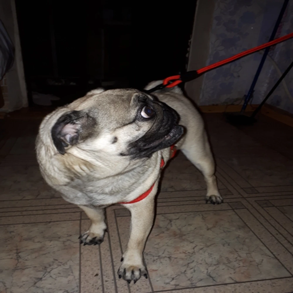 Dadugo поводок для собак, Регулируемая пряжка, поводок для собак, 3 цвета, размеры S/M/L/XL, Прямая поставка