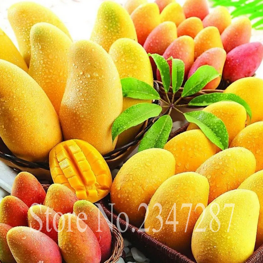 

100% true Mango plants Very Delicious Fruit Very Easy Grow For Home Garden plant 2pcs