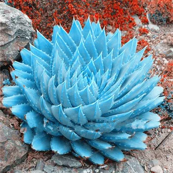 

Aloe Plants Edible Beauty Edible Cosmetic 100 Pcs