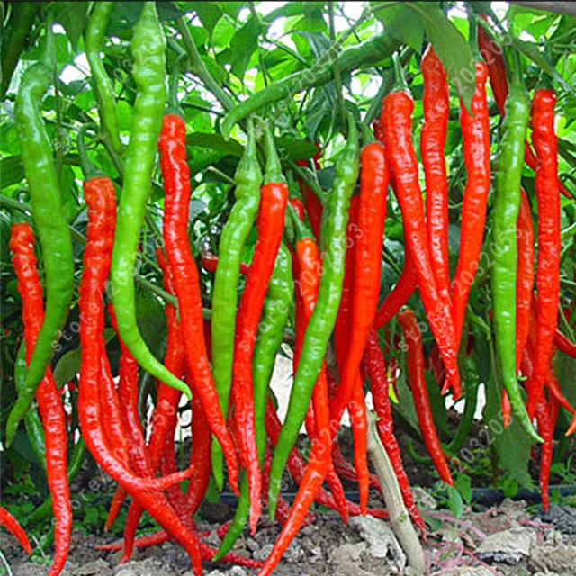 bonsai pepper seeds 100 pcs long chili chilli Vegetable seeds from