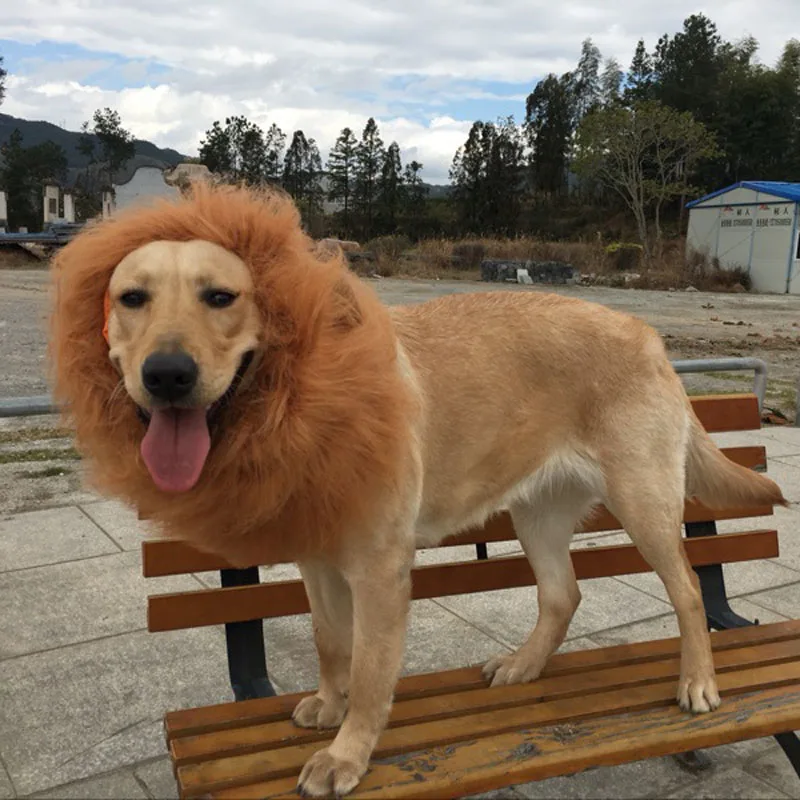 color de la melena del león