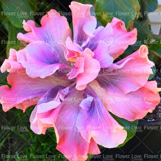 100PCS Giant Double Hibiscus Beautiful Bonsai Flower Perennial Plants Potted Flower For Home Garden Planting