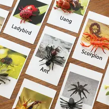 Montessori Educational Cards Montessori Insect Words Learning Card Educational Toys for Kids Juguetes Brinquedos MJ1264H Montessori Educational Cards Montessori Insect Words Learning Card Educational Toys for Kids Juguetes Brinquedos MJ1264H