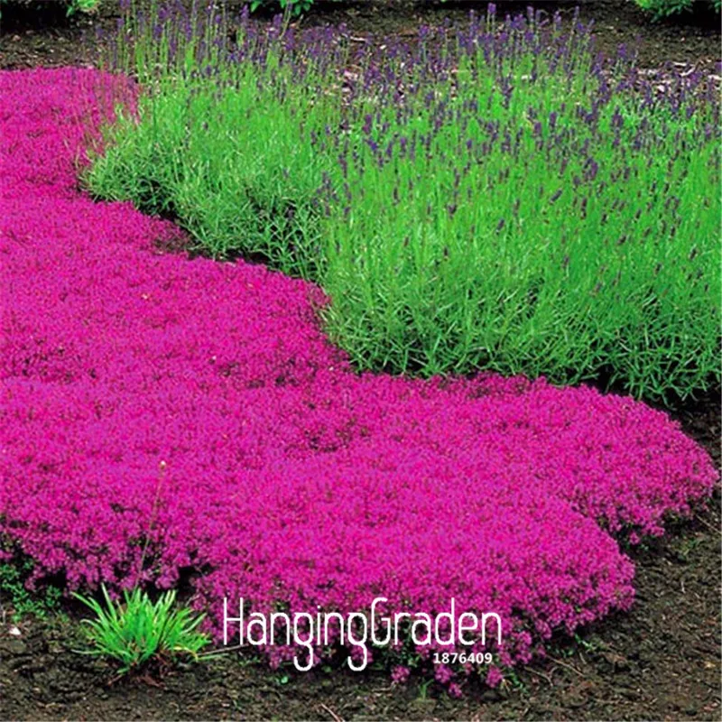 

Time-Limit!! 100 Pcs/Lot Creeping Thyme bonsai - Perfect for flower border, rock gardens, walkways, patios and containers