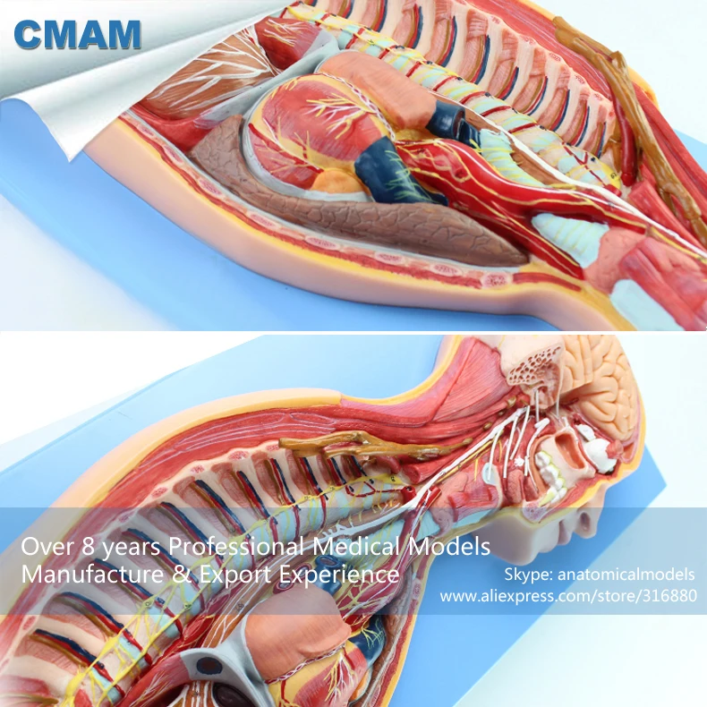 CMAM-BRAIN17 Human Sympathetic Nervous System Anatomical Model for Education