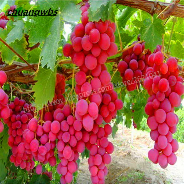 

50 PCS/Bag Rose Red Round Grape bonsai organic fruit flores Natural Delicious Gardening Fruit Plants for home garden