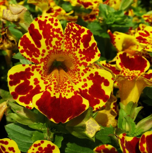 3 Packs Of Monkey Flower Seed / 1 Pack 30 Seeds Mimulus Moschatus