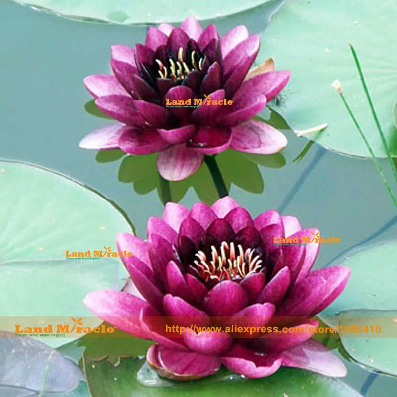 Lily Small
