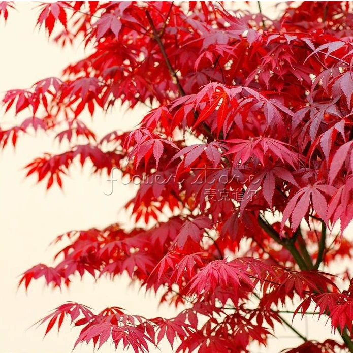 Rare 20 Jepang  Merah Daun dedaunan tanaman Pohon bonsai  