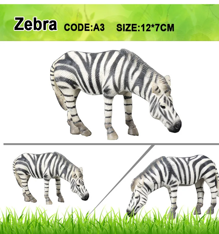 zebra
