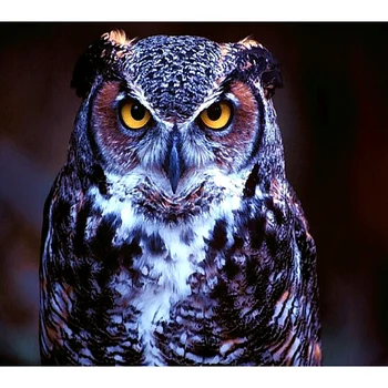 

5d diamond painting Owl pattern diamond embroidery 5d mosaic diamond painting embroidery handcraft needlework gift DK068