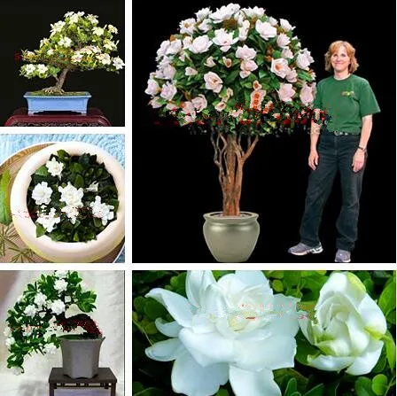 

100pcs White Jasmines plants Sweet Soul Jasmine flower plants Bonsai Plants Semente Flor Home & Garden Flowers DIY Home Garden