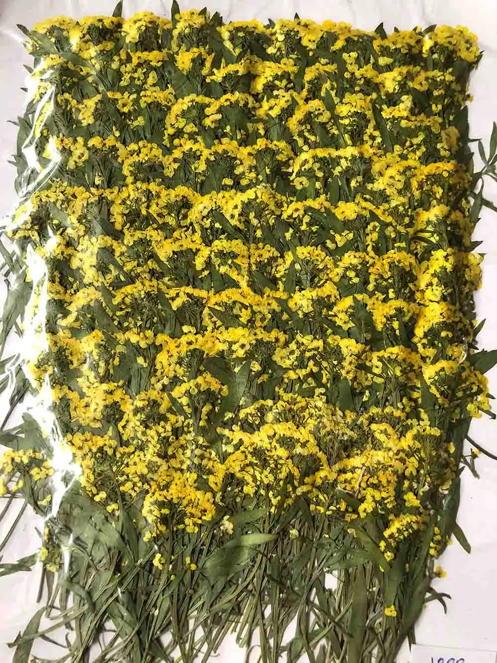 500 шт прессованный высушенный желтый Lobularia Maritima FlowerPlant Herbarium Ювелирная открытка