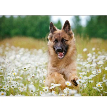 

5d diy diamond painting German Shepherds dog cross stitch crystal Square Full rhinestone mosaic picture diamond embroidery Z1036