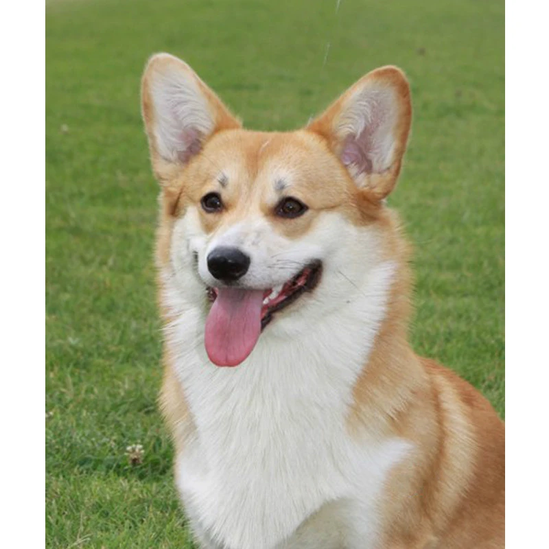 Full Square Diamond Painting Uk Pembroke Welsh Corgi Dog Cute Pet Cross Stitch Embroidery Crafts Mosaic Craft New Year Diamond Painting Cross Stitch Aliexpress