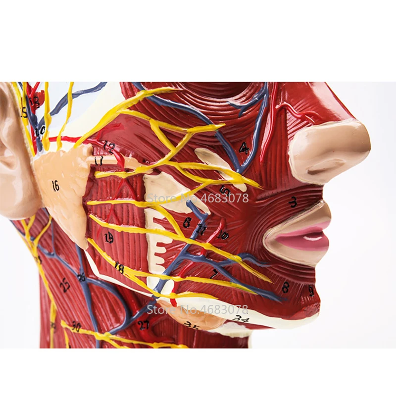 Head Neck Superficial Nerve Vascular Muscle Model,Human,skull with muscle And Nerve blood vessel,School medical teaching supply