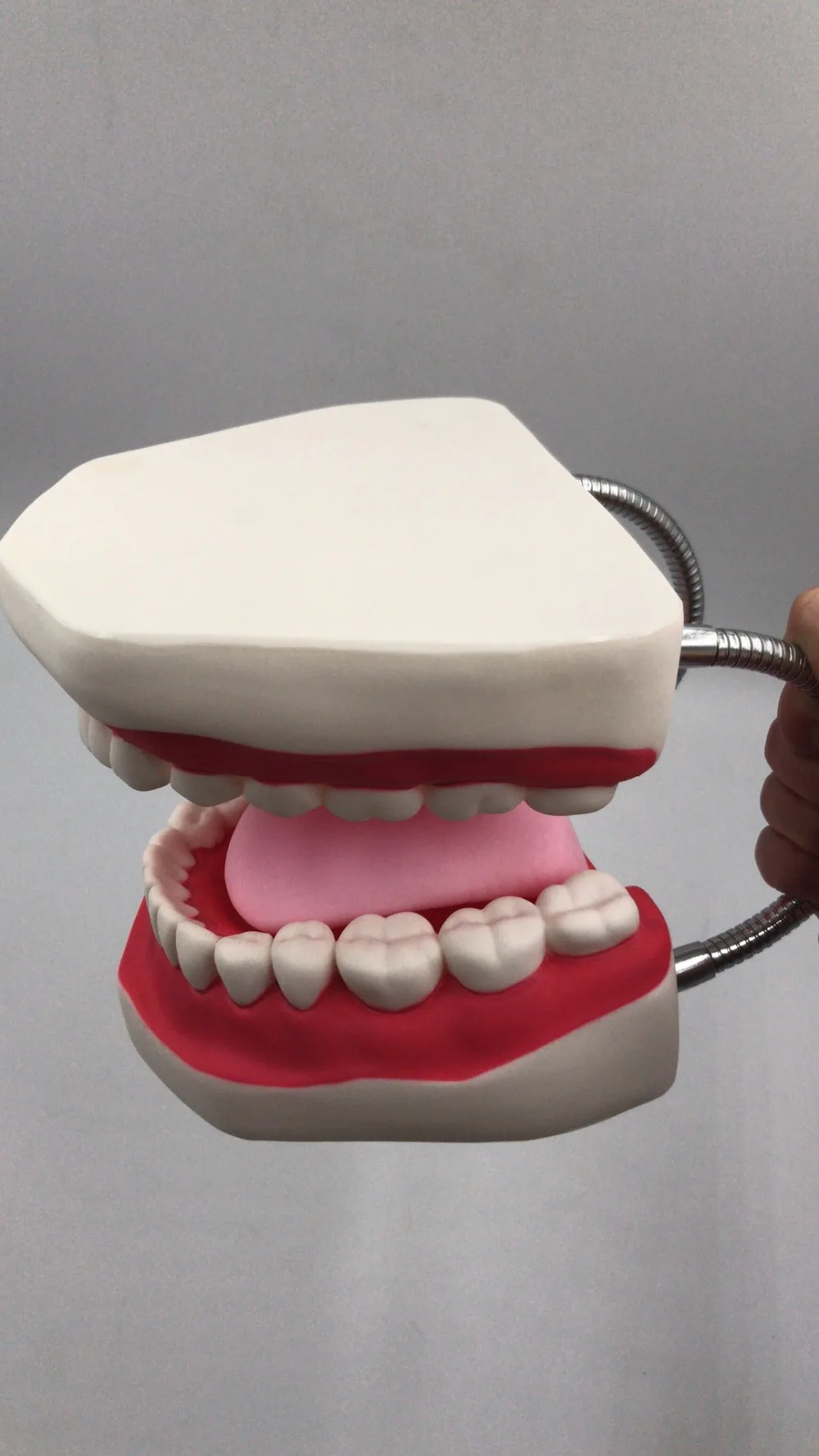 6 раз Стоматологическая модель зубов для взрослых модели зубов для полости рта зуб с язычком для детского сада ребенка раннего обучения, медицинские принадлежности