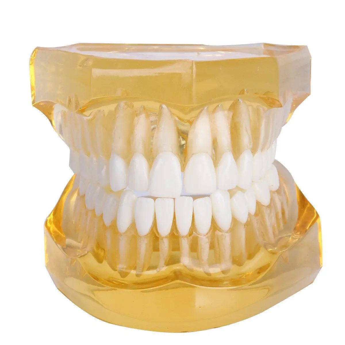 

Dental Removable Teeth Model Adult Typodont Model for Dentist (Color Orange)