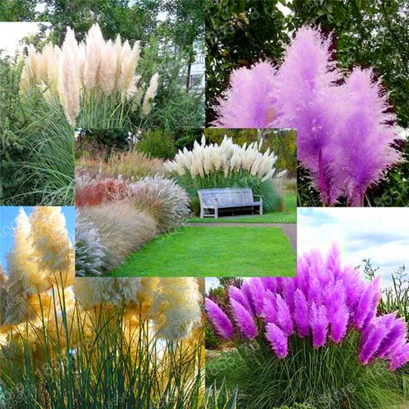 Beautiful Colorful Pampas Grass Flower Flores Garden Rare Bonsai Plants
