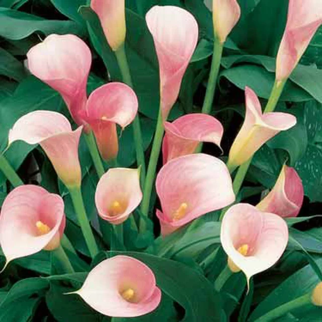 1 pieces hot sale true calla lily bulbs GreenSeedGarden