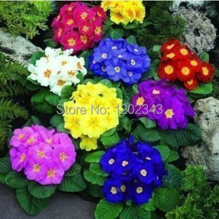 

100 pcs primrose plants, pot flower ( mixed colors )