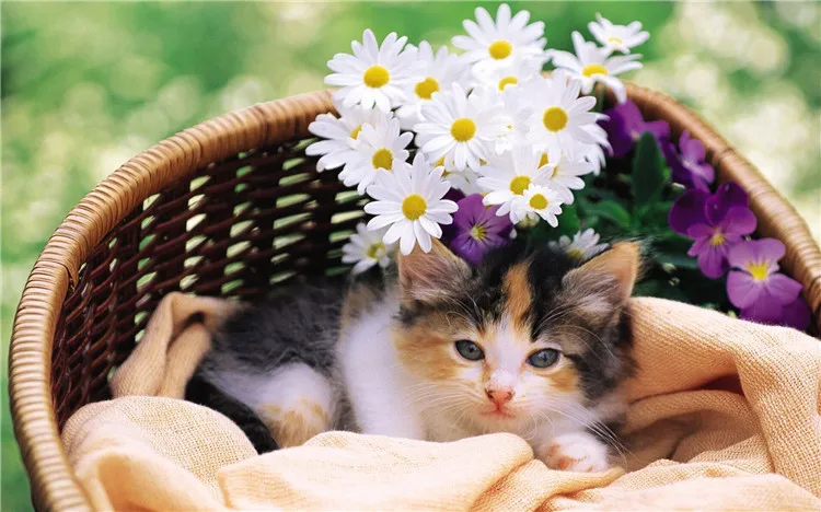 

2018 new diamond embroidery 5d diamond painting animals mosaic pattern picture of rhinestones crystals cat in a straw hat