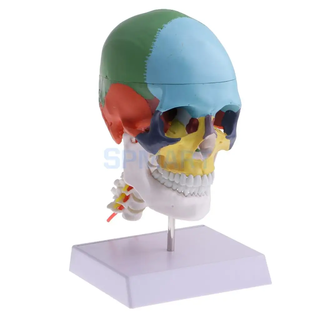 

1:1 Colored 22 Parts Human Head Skull with Cervical Vertebra Medical Study Skeleton Model Display Lad Supplies