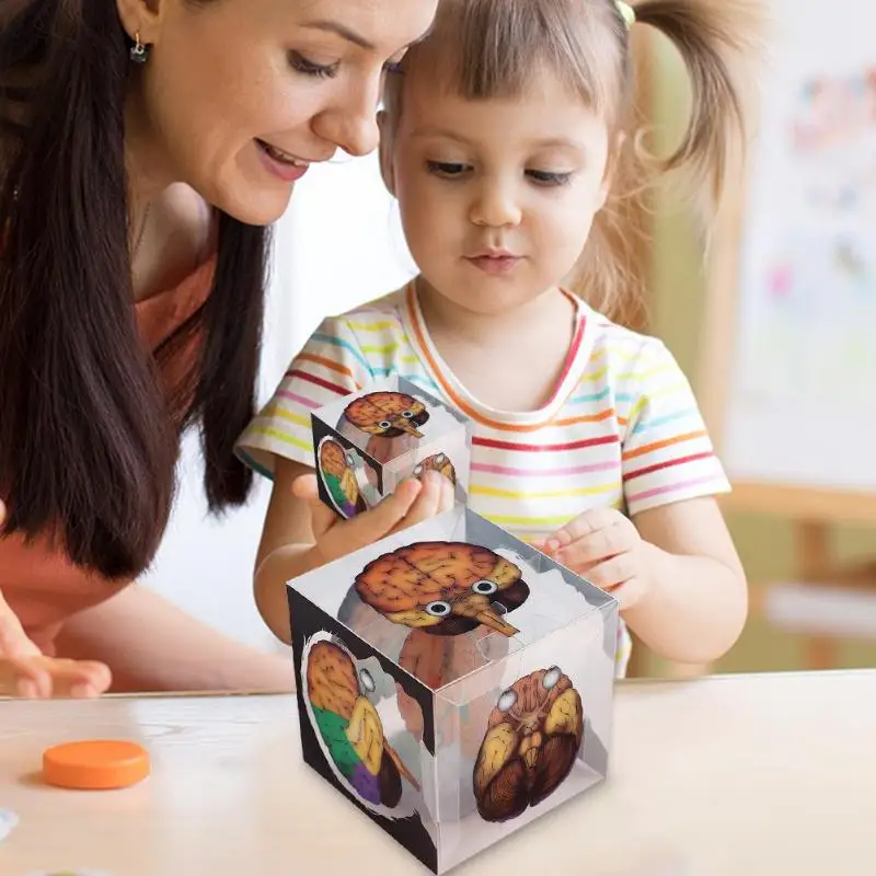 

DIY Assembled Human Brain Structure Cube Model DIY Assembled Human Brain Cube Model Small Experimental Material Package