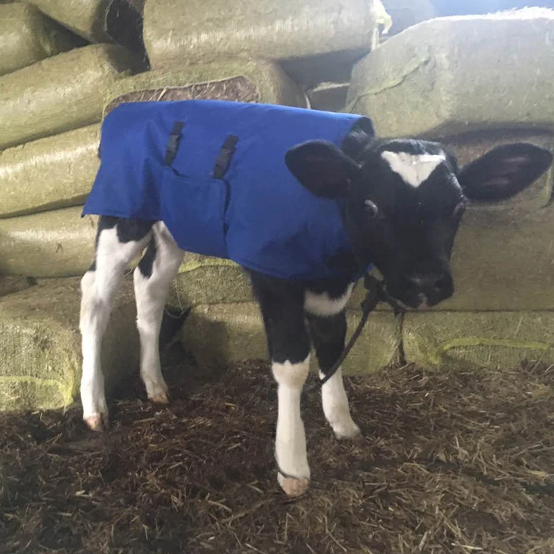 Mucca pelle di Vitello Abbigliamento a prova di Freddo di Qualità della maglia Panno di Cotone gilet gilet per il Bestiame Piccolo Cowl Bovini Caldo armatura Attrezzature Agricole