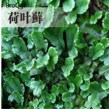 

5Pcs Lotus leaf Moss Mini For Fish Tank