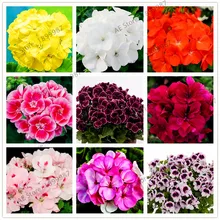 110 шт./пакет герани растения Многолетние бонсай цветок, растение, свадебная брошь, пеларгония плющелистная flores комнатные герани светодиодные фонари для дома и сада