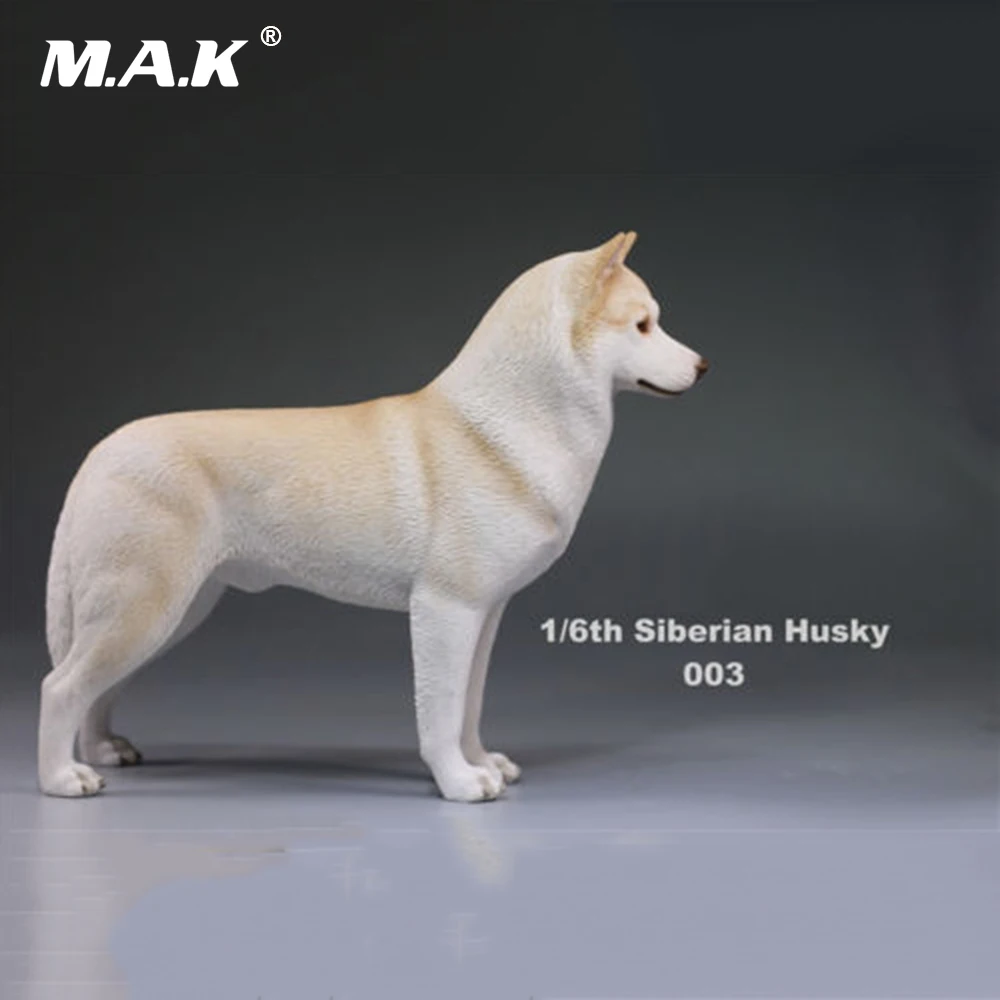 1/6, фигурка, аксессуар, Siberian Husky, Имитация животных, XVI 003, собачьи игрушки модели для домашних животных, 12 дюймов, фигурка