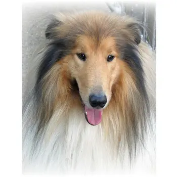 

Animal 5d diamond painting dog cute pet full square mosaic handicraft 3d round diamond embroidery artist residence decoration